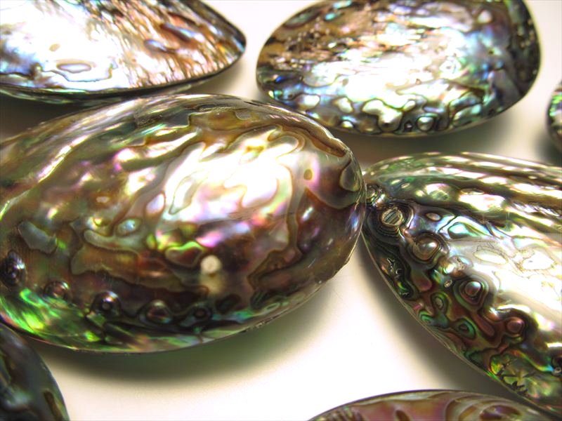 ☆Mサイズ☆虹色光沢！レインボーカラーの天然貝☆ニュージーランド産