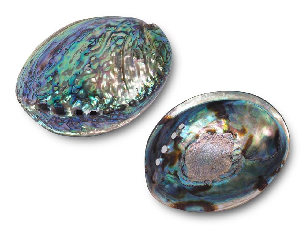 アバロンシェル両面ポリッシュタイプ