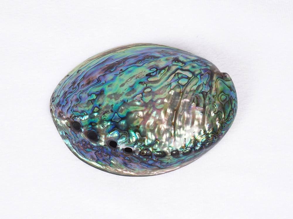 アバロンシェル両面ポリッシュタイプ