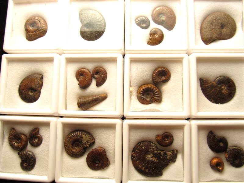 ◇ドイツ・ミュンヘン展示会商品◇化石◇ケース付き◇1個180円◇ミニ