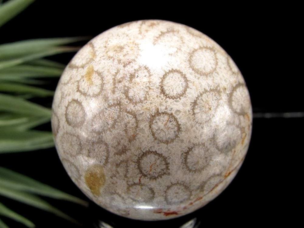 フォッシルコーラル 珊瑚化石 丸玉 スフィア 置物