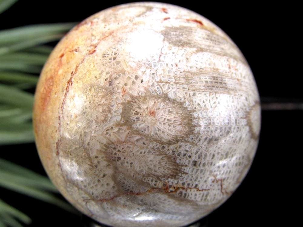 フォッシルコーラル 珊瑚化石 丸玉 スフィア 置物