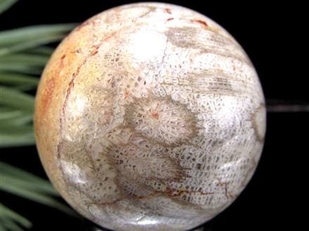 フォッシルコーラル 珊瑚化石 丸玉 スフィア 置物