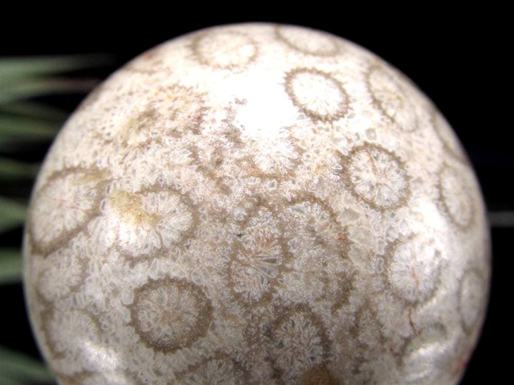 フォッシルコーラル 珊瑚化石 丸玉 スフィア 置物