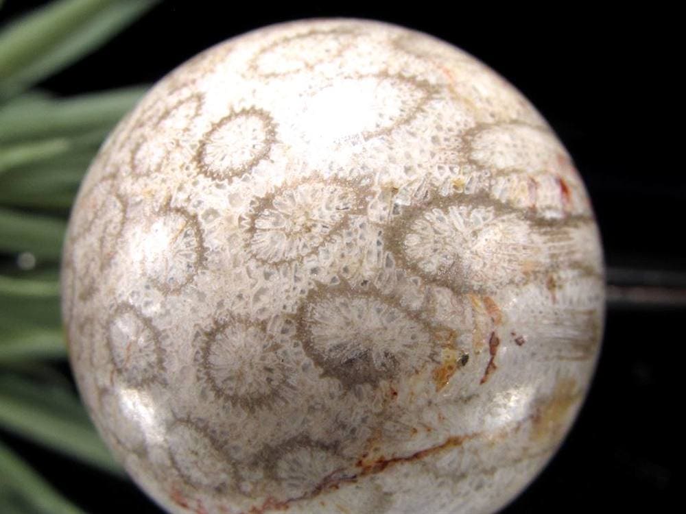 フォッシルコーラル 珊瑚化石 丸玉 スフィア 置物