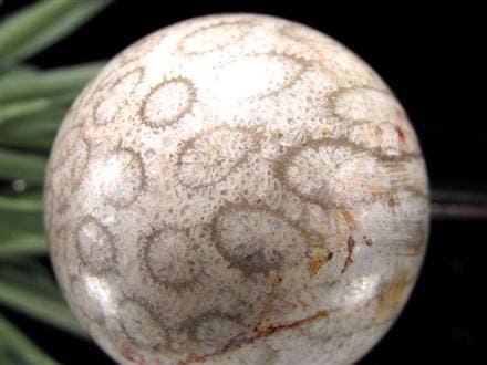 フォッシルコーラル 珊瑚化石 丸玉 スフィア 置物