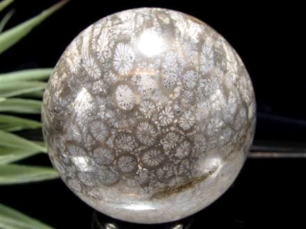 フォッシルコーラル 珊瑚化石 丸玉 スフィア 置物