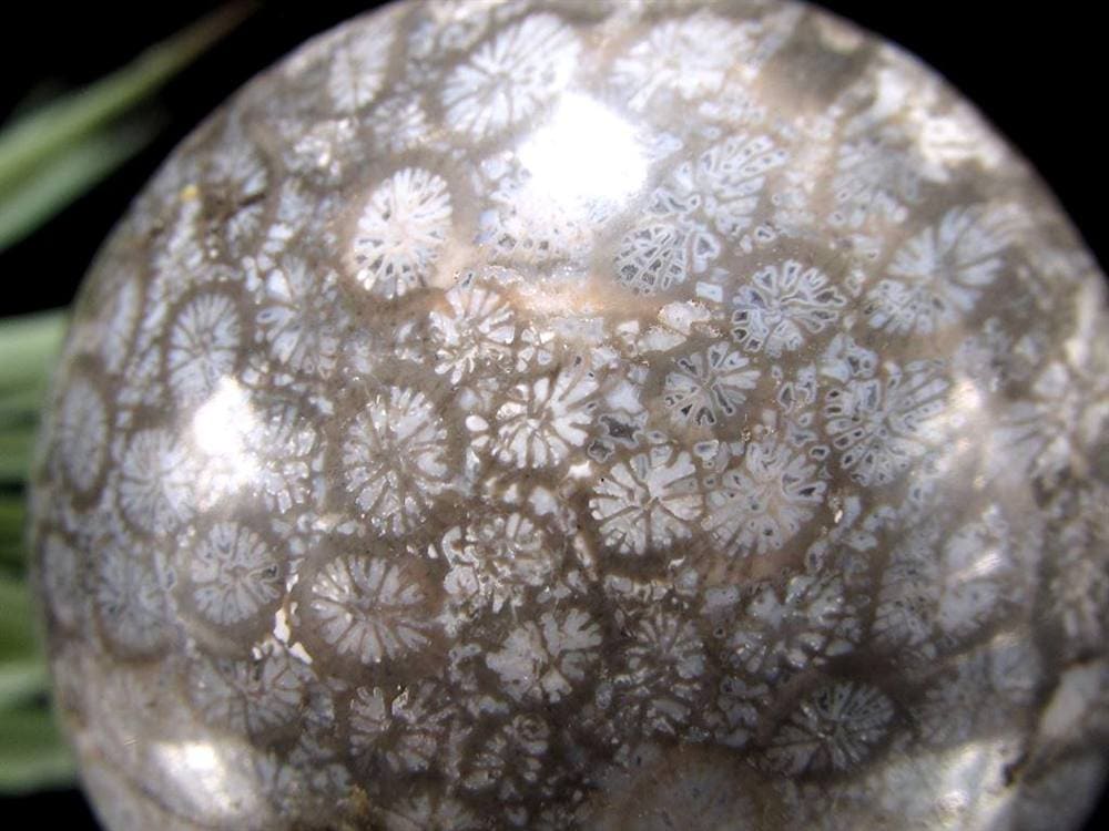 フォッシルコーラル 珊瑚化石 丸玉 スフィア 置物