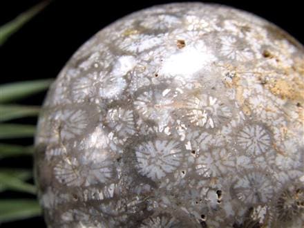 フォッシルコーラル 珊瑚化石 丸玉 スフィア 置物