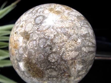 フォッシルコーラル 珊瑚化石 丸玉 スフィア 置物