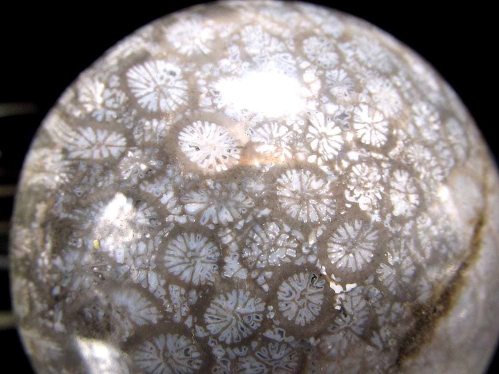 フォッシルコーラル 珊瑚化石 丸玉 スフィア 置物