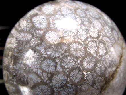 フォッシルコーラル 珊瑚化石 丸玉 スフィア 置物