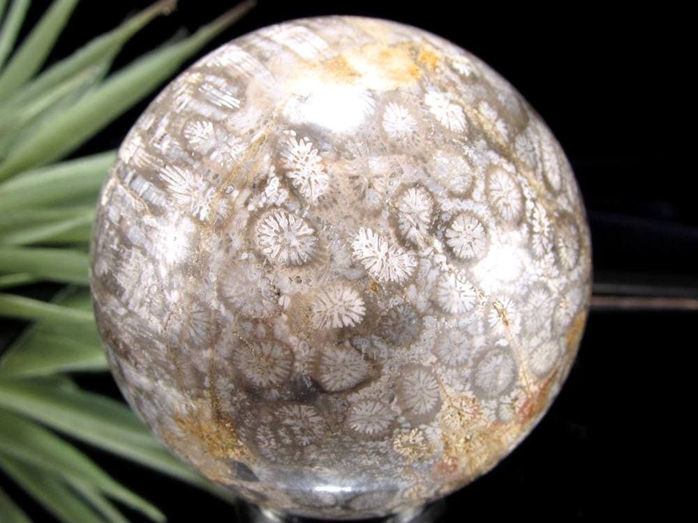 フォッシルコーラル 珊瑚化石 丸玉 スフィア 置物