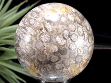 フォッシルコーラル 珊瑚化石 丸玉 スフィア 置物