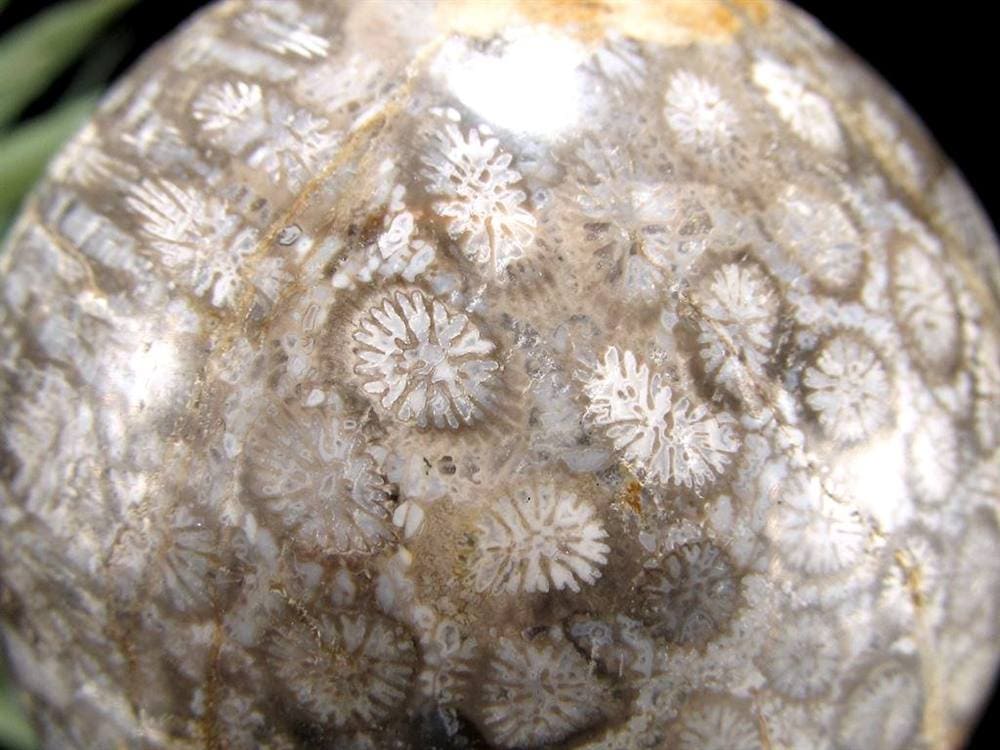 フォッシルコーラル 珊瑚化石 丸玉 スフィア 置物