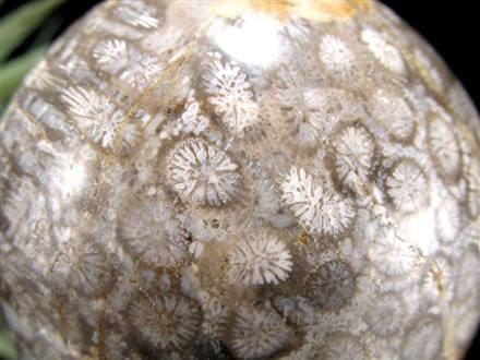 フォッシルコーラル 珊瑚化石 丸玉 スフィア 置物