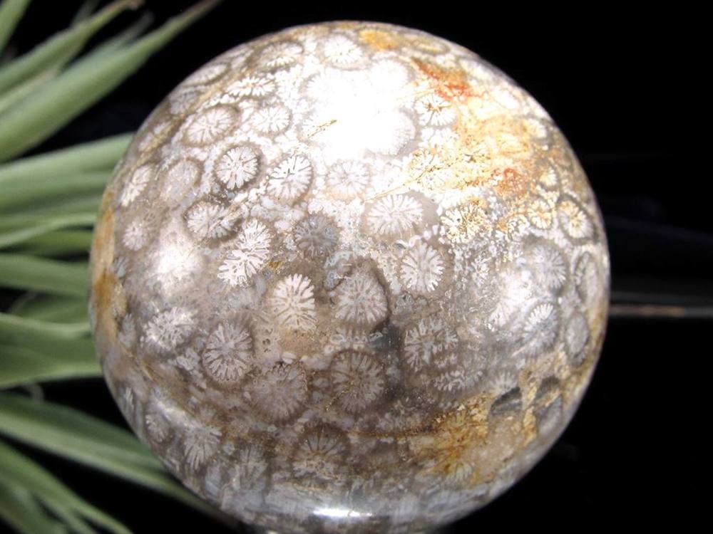 フォッシルコーラル 珊瑚化石 丸玉 スフィア 置物