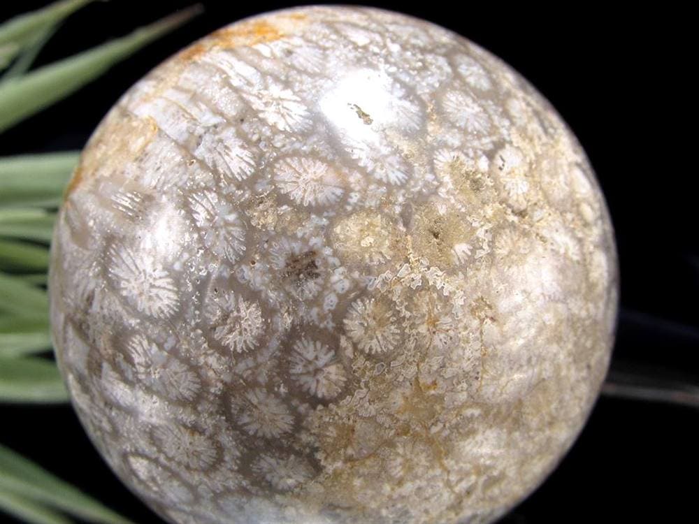 フォッシルコーラル 珊瑚化石 丸玉 スフィア 置物