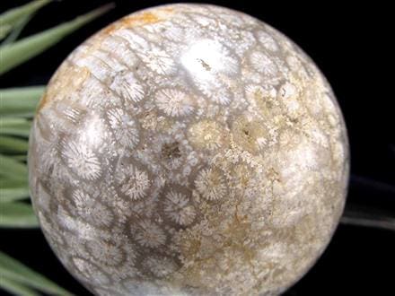 フォッシルコーラル 珊瑚化石 丸玉 スフィア 置物