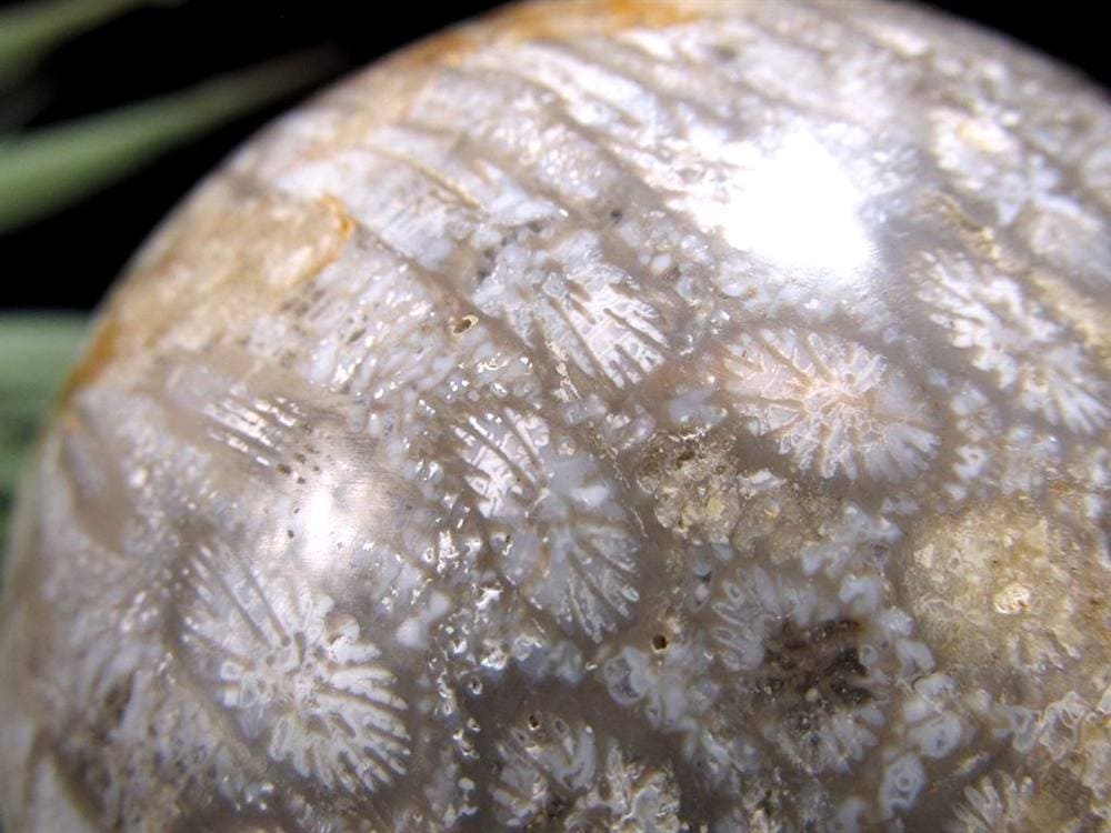 フォッシルコーラル 珊瑚化石 丸玉 スフィア 置物