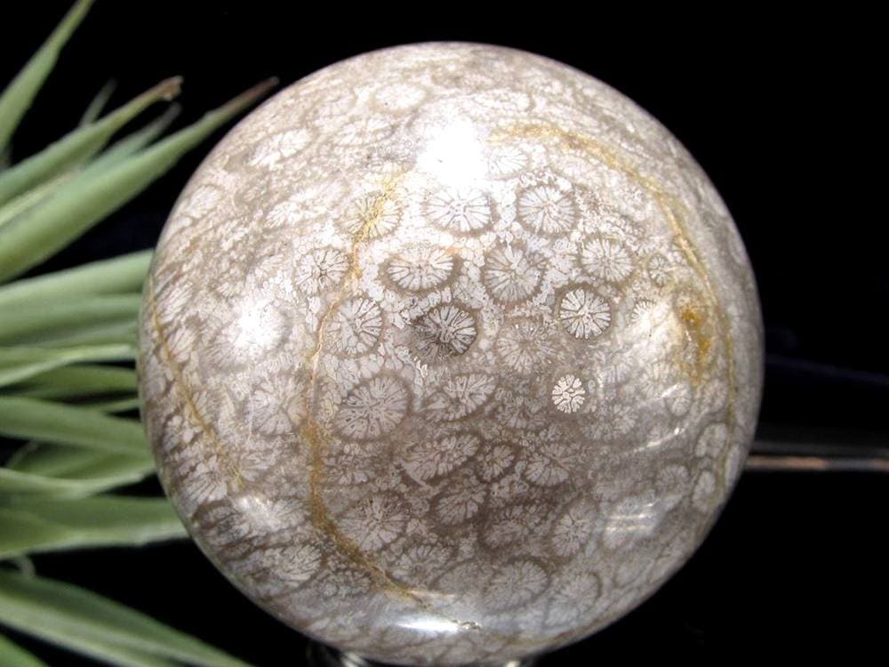 フォッシルコーラル 珊瑚化石 丸玉 スフィア 置物