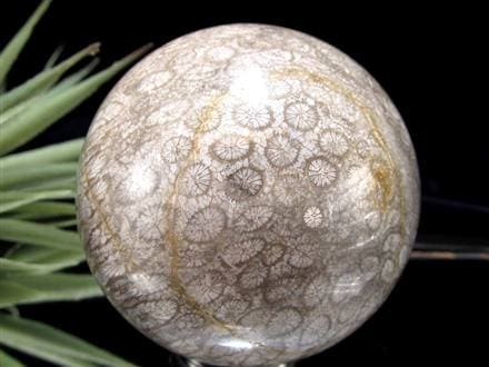 フォッシルコーラル 珊瑚化石 丸玉 スフィア 置物