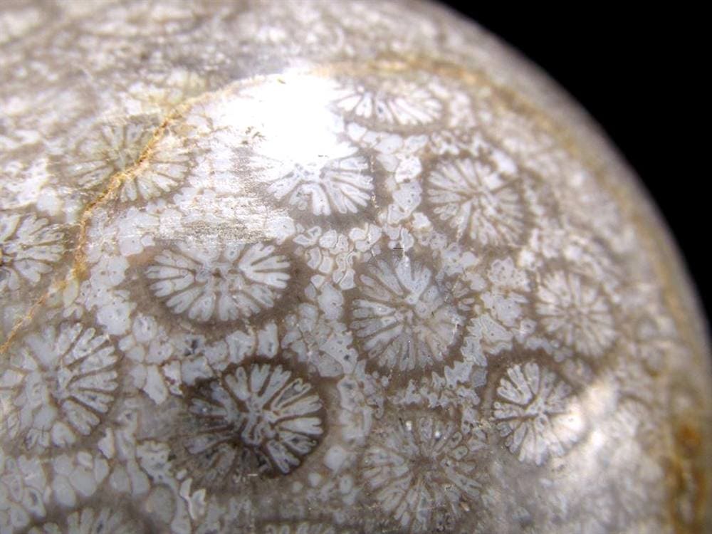 フォッシルコーラル 珊瑚化石 丸玉 スフィア 置物