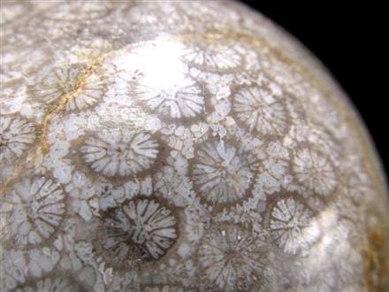 フォッシルコーラル 珊瑚化石 丸玉 スフィア 置物