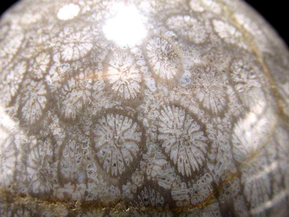 フォッシルコーラル 珊瑚化石 丸玉 スフィア 置物