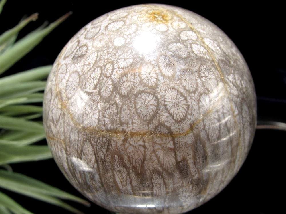 フォッシルコーラル 珊瑚化石 丸玉 スフィア 置物