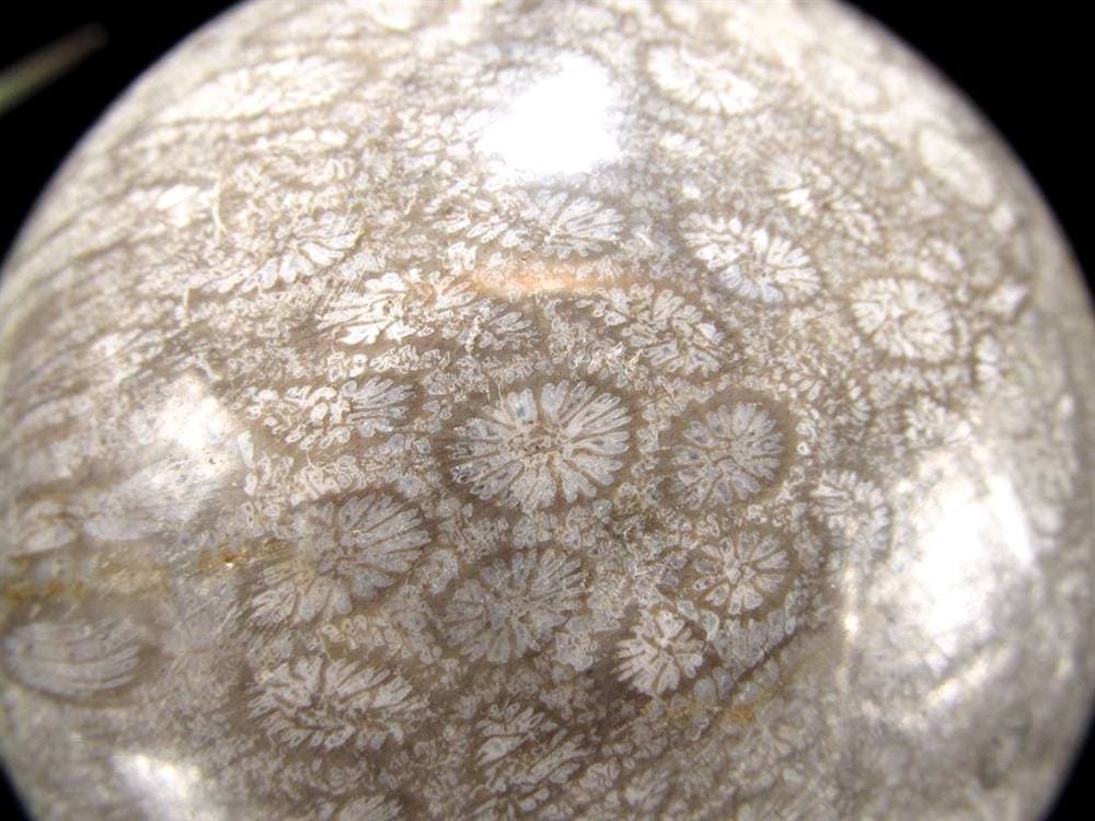 フォッシルコーラル 珊瑚化石 丸玉 スフィア 置物