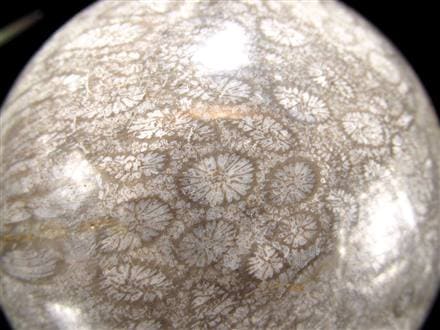 フォッシルコーラル 珊瑚化石 丸玉 スフィア 置物