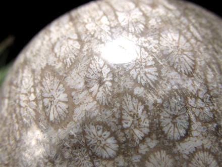 フォッシルコーラル 珊瑚化石 丸玉 スフィア 置物