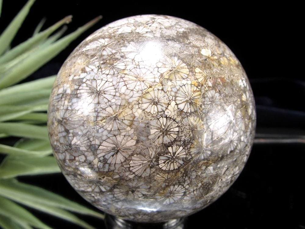 フォッシルコーラル 珊瑚化石 丸玉 スフィア 置物