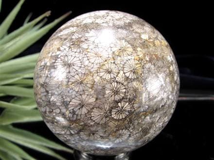 フォッシルコーラル 珊瑚化石 丸玉 スフィア 置物