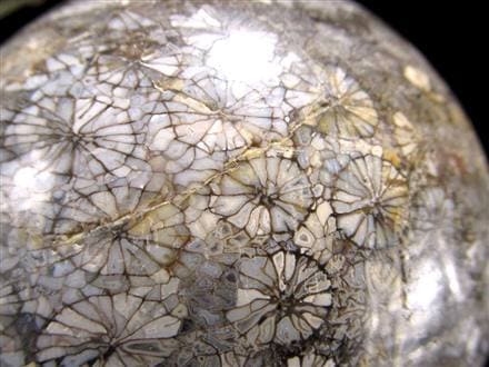 フォッシルコーラル 珊瑚化石 丸玉 スフィア 置物