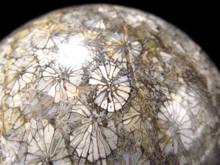 フォッシルコーラル 珊瑚化石 丸玉 スフィア 置物