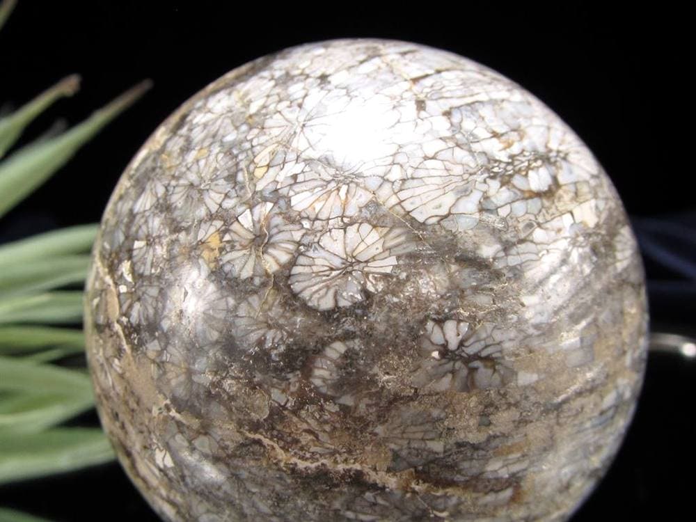 フォッシルコーラル 珊瑚化石 丸玉 スフィア 置物