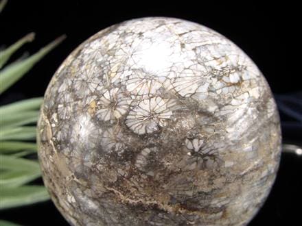 フォッシルコーラル 珊瑚化石 丸玉 スフィア 置物