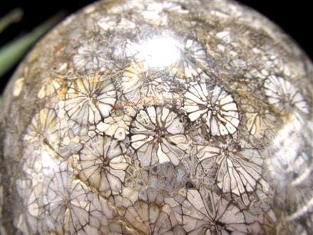 フォッシルコーラル 珊瑚化石 丸玉 スフィア 置物