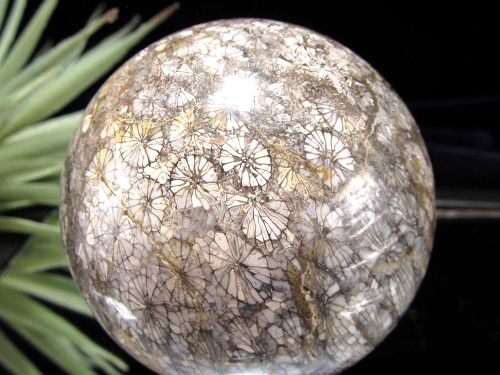 フォッシルコーラル 珊瑚化石 丸玉 スフィア 置物