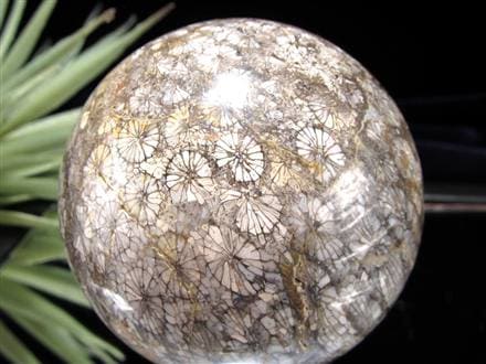 フォッシルコーラル 珊瑚化石 丸玉 スフィア 置物