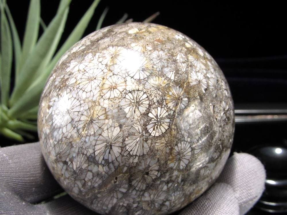 フォッシルコーラル 珊瑚化石 丸玉 スフィア 置物