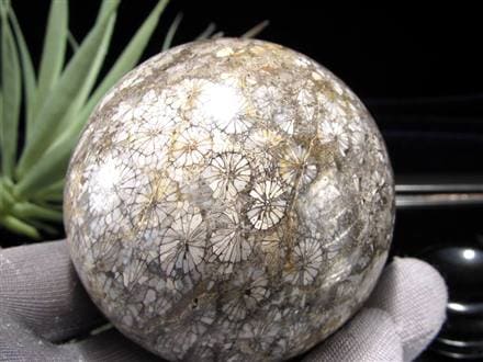 フォッシルコーラル 珊瑚化石 丸玉 スフィア 置物