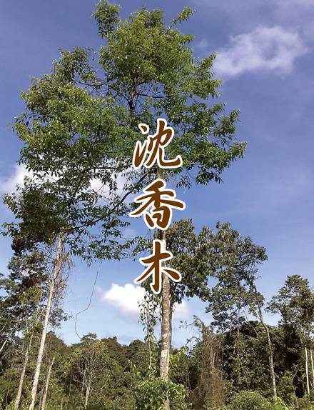 WORLDPOWERSWOOD 世界銘木協会 正規販売店 パワーズウッド 天然木