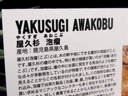 屋久杉 泡瘤 あわこぶ 香木 ブレスレット 天然香木 証明書付 一点物