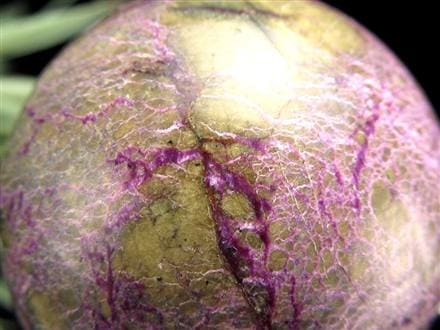 アトランティサイト スティヒタイト サーペンティン スフィア 丸玉