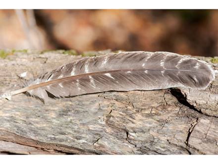 スマッジングフェザー ワイルドターキーの羽