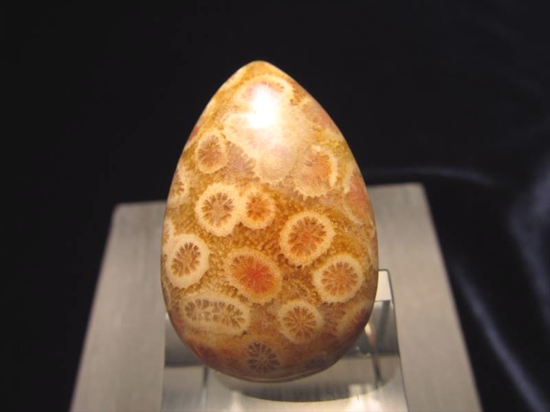 貴重 神秘的な珊瑚の化石 魔除け 長寿のお守り 1点物 天然コーラルルースタンブル 天然石 携帯用ポーチ付き