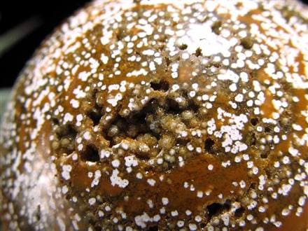 オーシャンジャスパー オビキュラージャスパー ジャスパー 碧玉 丸玉 スフィア